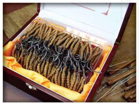 安顺冬虫夏草回收